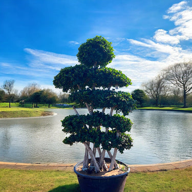 Cross Shaped Bonsai Tree 2.5-3.0m
